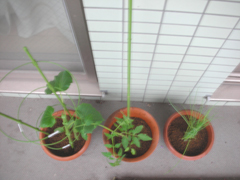 080629.jpg